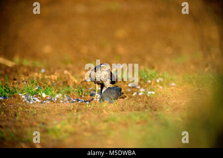 Eurasian Sparrowhawk, Accipiter Nisus, Accipitridae, Juvenile, Raubvogel, mit Raub, Wilde Taube, Columba livia f. Domestica, Columbidae, Vogel, ein Stockfoto