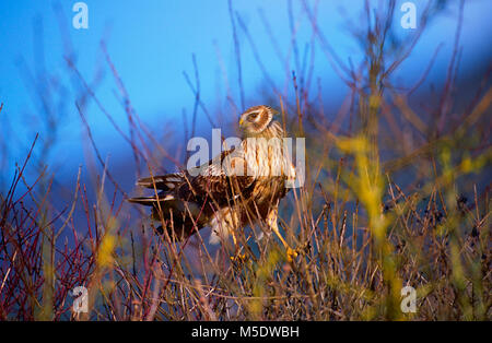 Kornweihe, Circus cyaneus, Accipitridae, Juvenile, Harrier, Raubvogel, Vogel, Tier, Neunkirch, Klettgau, Kanton Schaffhausen, Schweiz Stockfoto