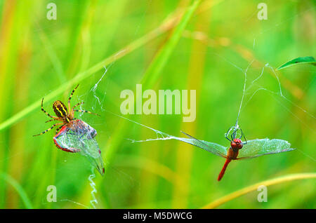 Wasp spider Argiope Bruennichi, Araneidae, Spinne, Spinnennetz, Raub, Vagabund, libel Sympetrum vulgatum, Libellulidae, libelle, insekt, Tier, La Stockfoto