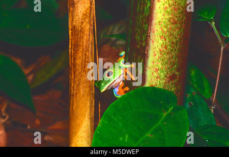 Rotäugigen Baumfrosch, Agalchymis collidryas, Phyllomedusidae, Frosch, Laubfrosch, Amphibien, Tier, Tortuguero, Costa Rica Stockfoto