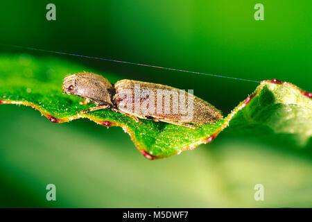 Klicken Sie auf Käfer, Athous haemorrhoidalis, Elateridae, käfer, insekten, tiere, Flumserberg, Kanton St. Gallen, Schweiz Stockfoto