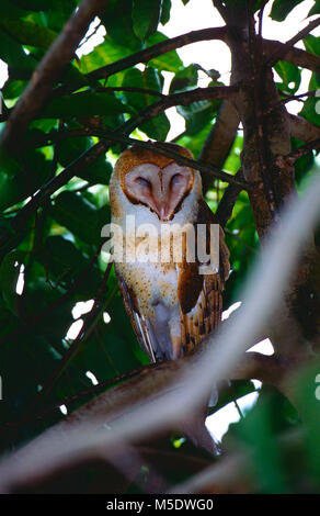 Gemeinsame Barn-Owl, Tyto alba, Tytonidae, Eule, im Baum, Vogel, Tier, Costa Rica Stockfoto