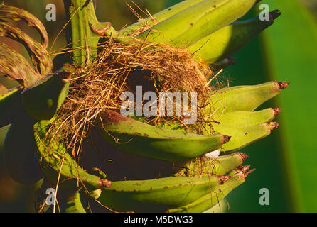 Soziale, Myiozetetes Imilis, Tyrannidae, Fliegenfänger, Nest, Banane, Bananen, Vogel, Tier, La Fortuna, Costa Rica Stockfoto