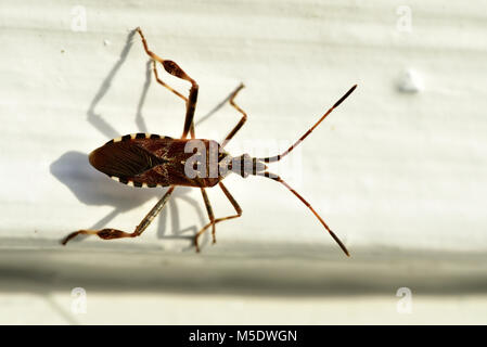 Western Nadelbaum Same bug, Leptoglossus occidentalis, Coreidae, käfer, insekten, tiere, Zürich, Schweiz Stockfoto