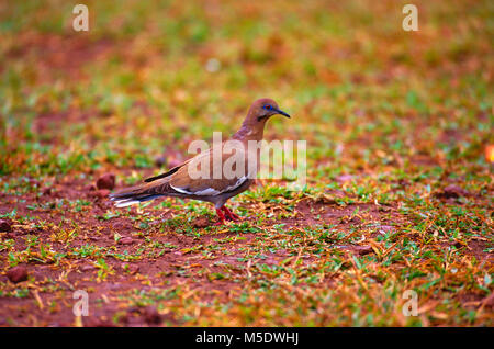 White-winged dove, Zenaida asiatica, Columbidae, Taube, Vogel, Tier, Puerto Viejo, Costa Rica Stockfoto