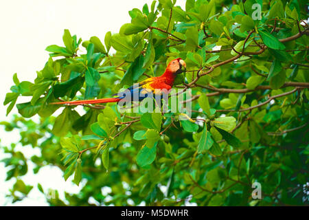 Scarlet Macaw, Ara macao, Papageienvögel, Ara, Vogel, Tier, Costa Rica Stockfoto
