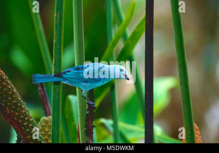 Blau-grau Tanager, Thraupis episcopus, Thraupidae, männlich, Tanager, Vogel, Tier, Selva Bananita Lodge, Costa Rica Stockfoto