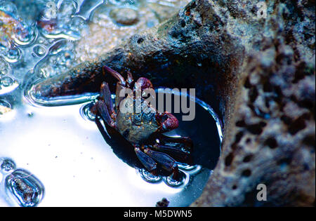 Baumklettern Krabben, Episesarma sp., Sesamidae, Krabben, Tier, Mangrovensümpfe, Sungei Buloh Wetland-Reserve, Singapur Stockfoto