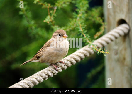 House Sparrow, Passer domesticus, Gelbhalsmaus, weiblich, Vogel, Tier, aus Europa, Calgary, Alberta, Kanada eingeführt. Stockfoto