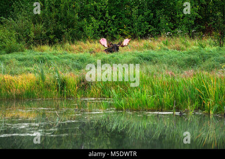 Elche, Alces alces, Cervidae, Bulle, Säugetier, Tier, Elk Island National Park, Alberta, Kanada Stockfoto