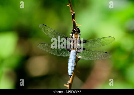 Breiter Körper Chaser, Libellula depressa, Libellulidae, Libelle, männlich, Insekt, Tier, Lostallo, Kanton Graubünden, Schweiz Stockfoto