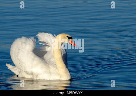 Höckerschwan Cygnus olor, Entenvögel, Schwan, männlich, eindrucksvoll, Vogel, Tier, Zürichsee, Rapperswil, Kanton St. Gallen, Schweiz Stockfoto