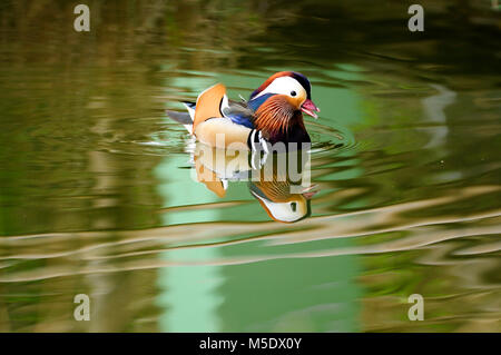 Mandarinente, Aix galericulata, Entenvögel, Drake, Zucht Gefieder, ente, vogel, Tier, Captive, Zoo, Zürich, Schweiz Stockfoto