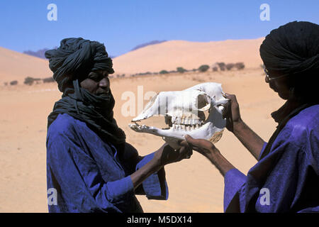 Niger. Agadez. Sahara. Sahel, Ténéré Wüste. Männer von Tuareg Stamm. Kamel Schädel. Unesco-Weltkulturerbe. Stockfoto