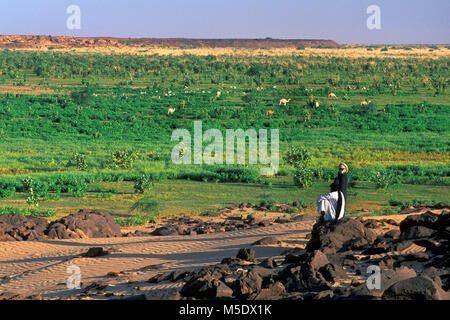 Niger, Talak in der Nähe von Agadez. Sahara. Die Berge. Sahel. Volk der Tuareg Stamm. Männer mit Blick auf Kamele grasen in einer grünen Wiesen. Stockfoto