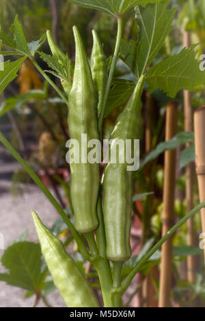 Frische Okra (Abelmoschus esculentus); Gemüse bereit geerntet zu werden. Stockfoto