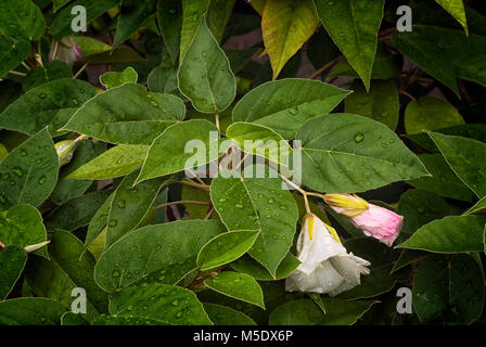 St Helena Ebony (Trochetiopsis ebenus), Werk kritisch bedrohte in der Wildnis Stockfoto