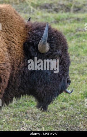 Nordamerika, USA, Rocky Mountains, Rocky Mountains, Montana, Yellowstone Nationalpark, UNESCO, Welterbe, Bison in Lamar Valley Stockfoto