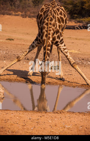 Wüste Giraffe am Wasserloch 1. Stockfoto
