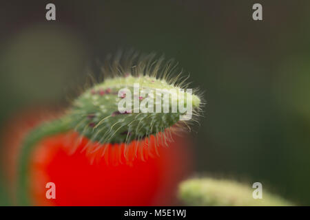 Blume, Rot, Mohn, Hintergrund, Feld, Natur, Frühling, Wiese, Makro, schön, wild, Pflanze, natur, blüten, Sommer, Flora Stockfoto