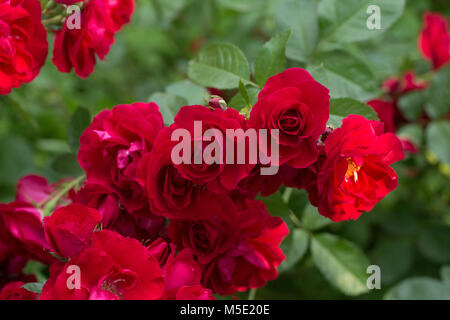 Romantik, Blütenblatt, romantisch, Valentine, Werk, Liebe, schön, Schönheit, Blume, Rose, Natur, Blumen, Blume, Rot, Staubblätter, Unschärfe,/ Stockfoto