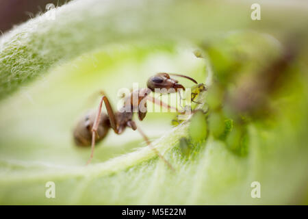 Sommer, Detail, Farbe, kleine, Schönheit, Bug, hell, Garten, Fauna, schöne, Blatt, wild, Pflanze, Hintergrund, Nahaufnahme, Grün, Tier, Insekten, Tiere Stockfoto