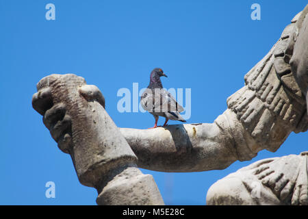 Taube RUHT AUF DEM ARM VON GIOVANNI DELLE BANDE NERE DENKMAL Stockfoto