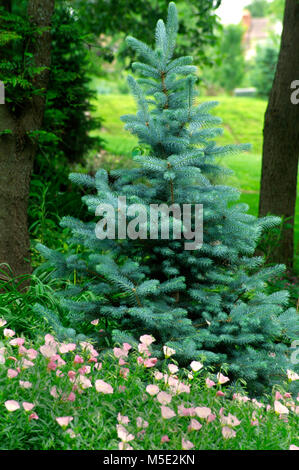 Blue Spruce unter gepflanzt mit Rosa Nachtkerze (Oenothera speciosa) Stockfoto