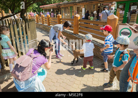 Sankt Petersburg, Russland - 26. JULI 2017: Kinder füttern die Zicklein auf der Kontaktfläche im Zoo Stockfoto