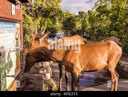 Zwei junge Elch das Trinken aus einem Hahn an Besucher Wasser stehen im Park, Grand Canyon National Park, Arizona Stockfoto