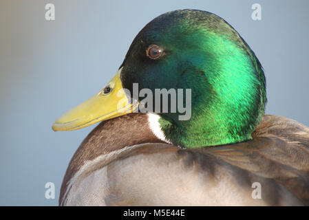 Kopf einer Drak Stockfoto