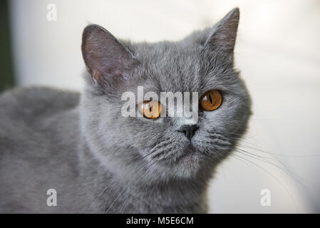 Schottische graue Katze Portrait, rote Augen, gerade Stockfoto
