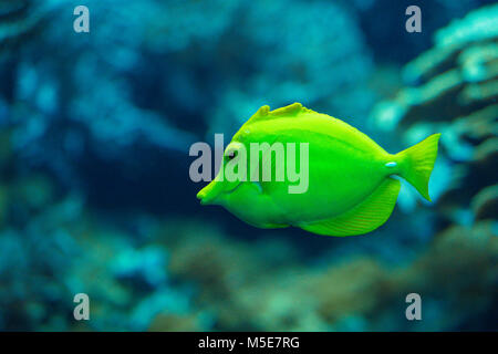 Gelbe tang Fisch im Ozean Stockfoto