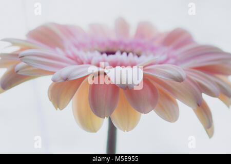 Gerber. Makro rosa Gerber Daisy. Rosa Blume. Stockfoto