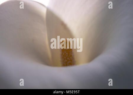 Calla. Calla lilly Close-up. Makro Calla Blume. Stockfoto