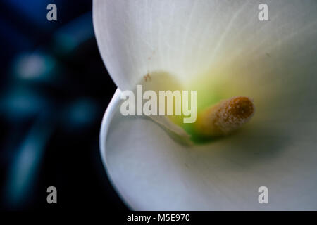 Calla. Calla lilly Close-up. Makro Calla Blume. Stockfoto