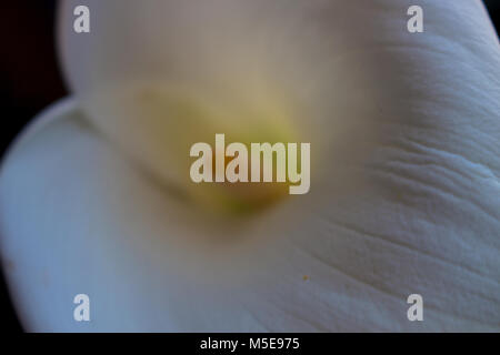Calla. Calla lilly Close-up. Makro Calla Blume. Stockfoto