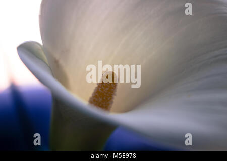 Calla. Calla lilly Close-up. Makro Calla Blume. Stockfoto