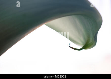 Calla. Calla lilly Close-up. Makro Calla Blume. Stockfoto
