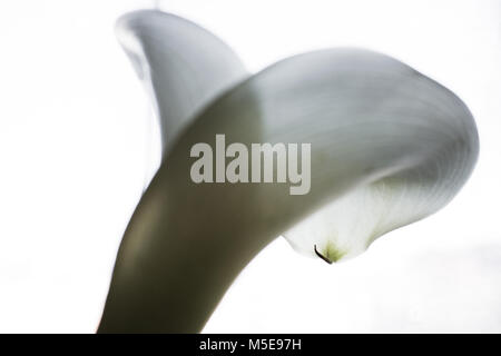 Calla. Calla lilly Close-up. Makro Calla Blume. Stockfoto