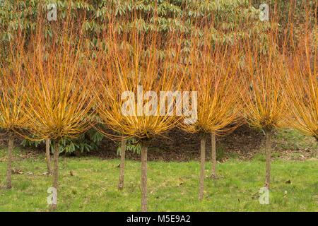 Goldene Weide (Salix alba var Vitellina yelverton) im Winter im Tal Gärten, Virginia Water, Surrey, Großbritannien Stockfoto