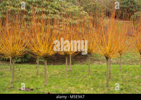 Goldene Weide (Salix alba var Vitellina yelverton) im Winter im Tal Gärten, Virginia Water, Surrey, Großbritannien Stockfoto