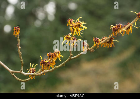 Nahaufnahme der chinesische Zaubernuss (Hamamelis Mollis) Blumen im Winter im Tal Gärten, Virginia Water, Surrey, Großbritannien Stockfoto