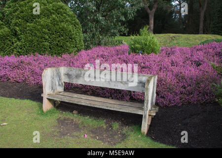 Heather Erica x Darleyensis (Dryas x Eriugena) Rubina in Blüte im Heidekraut garten Valley Gardens, Virginia Water, Surrey, Großbritannien Stockfoto