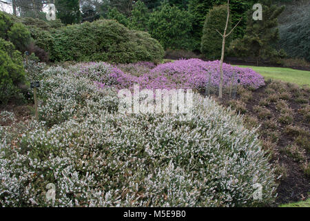 Die heather Garten im Winter blühende Jahreszeit bei Valley Gardens, Virginia Water, Surrey, Großbritannien Stockfoto