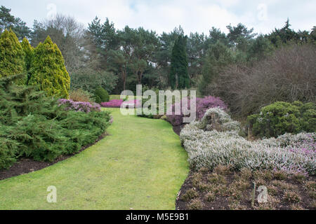 Die heather Garten im Winter blühende Jahreszeit bei Valley Gardens, Virginia Water, Surrey, Großbritannien Stockfoto