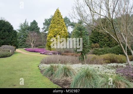 Die heather Garten im Winter blühende Jahreszeit bei Valley Gardens, Virginia Water, Surrey, Großbritannien Stockfoto