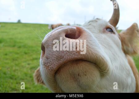 Schweizer Kuh auf der Weide kommen in meiner Kamera schließen heraus zu überprüfen Stockfoto