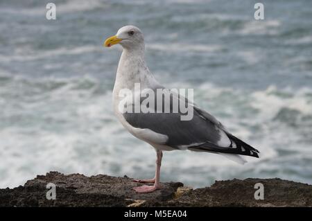 Möwe auf Fels ein Auge auf mich Stockfoto