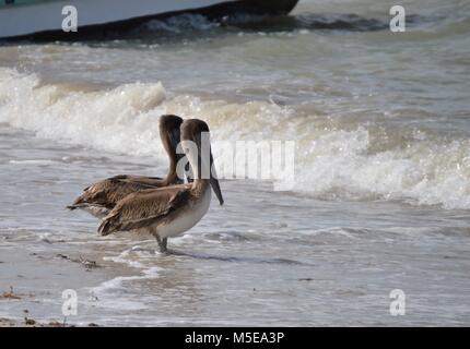 Zwei Pelikane am Strand beobachten die entgegenkommenden Wellen Stockfoto